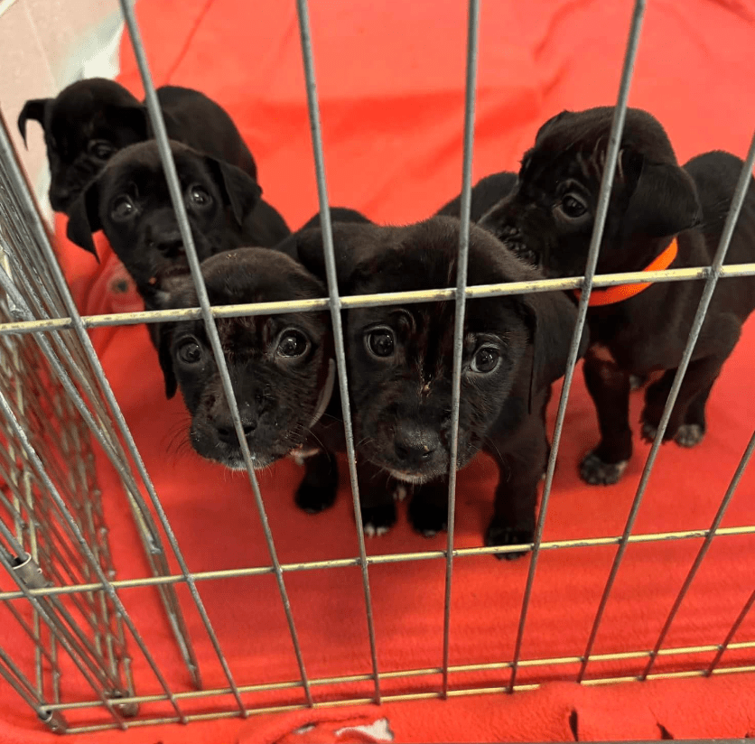 puppies at a rescue